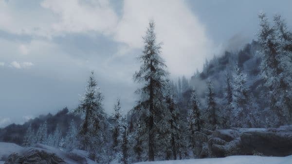 Дерево