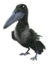 Raven