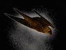 Falcon