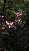 Nightshade