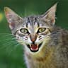 Silvercat