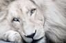 white_lion
