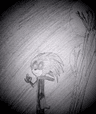 Shade_Hedgehog
