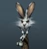 Crazy_hare