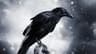 Black_Crow