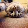catiti