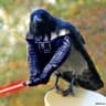 Crow
