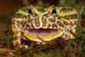 Sova_lizard