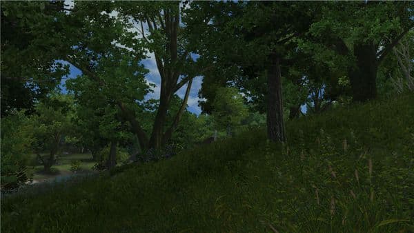 Forest