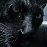 TheGreenEyes