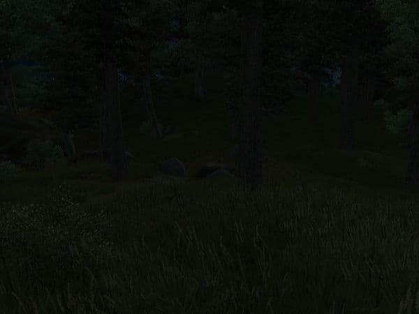 Ночь в лесу