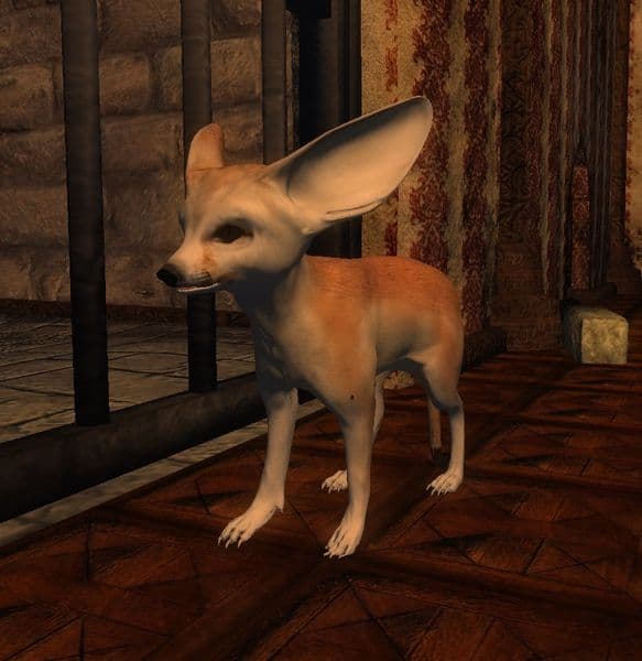 fennec Fox